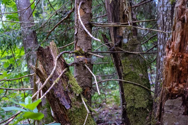 Détails Forêt Avec Troncs Arbres Feuillage Vert Été — Photo