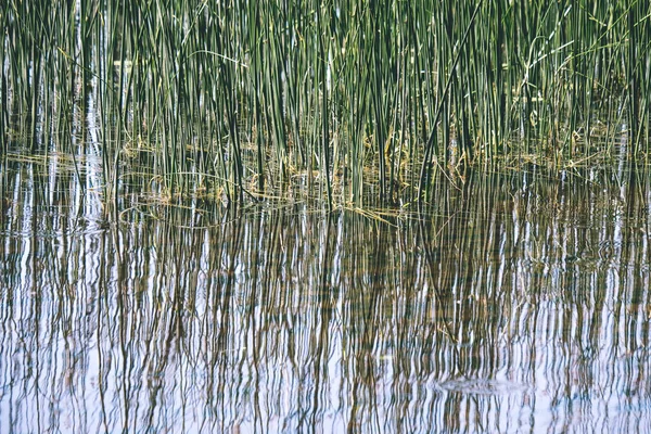 Vista Calma Dia Verão Junto Lago Com Água Limpa Grama — Fotografia de Stock