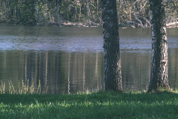 Lake Shore Distinct Trees Green Summer Land Water Seen Green — Stock Photo, Image