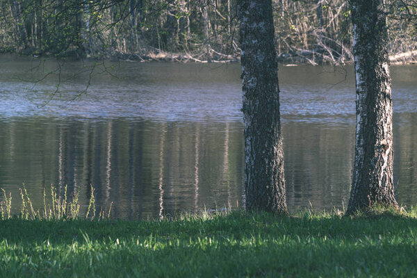 Lake shore with distinct trees in green summer on the land. water seen through and green foliage in foreground 