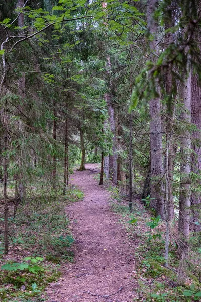 Leerer Feldweg Kiefernwald — Stockfoto