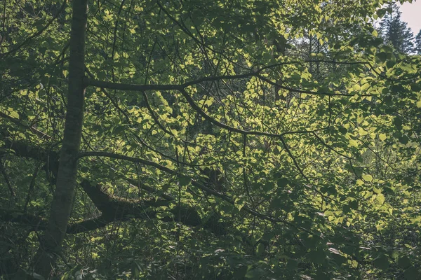 過酷な影と森林 ビンテージ レトロな外観で明るい日光の下で夏の緑の葉 — ストック写真