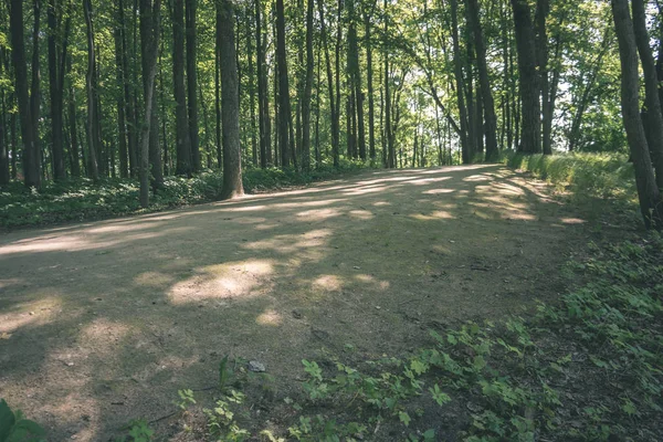 Drogi Leśne Proste Wsi Perspektywie Liści Drzew Wokół Stylu Retro — Zdjęcie stockowe