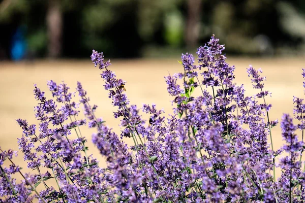 Lilas Lavandish Plantes Été Détails Gros Plan — Photo