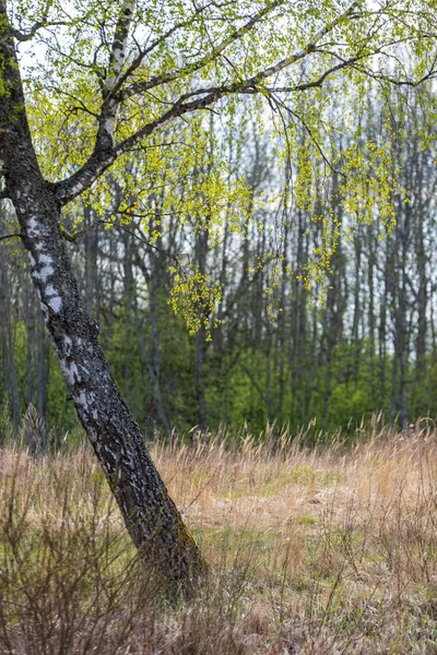 Vacker Björk Trädstammar Grenar Och Blad Naturlig Miljö Blandad Säsong — Stockfoto