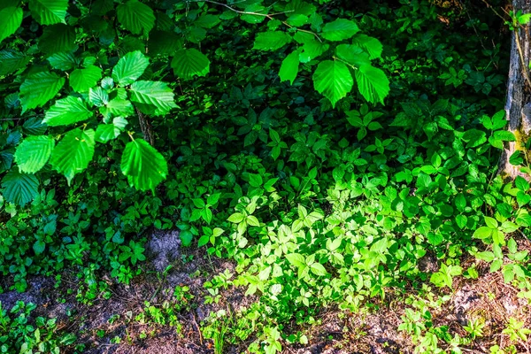 Зеленая Листва Летом Суровыми Тенями Ярким Солнечным Светом Лесу — стоковое фото
