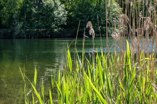 平静的夏日景观在湖边与干净的水和水草 和森林附近的绿色树叶 — 图库照片