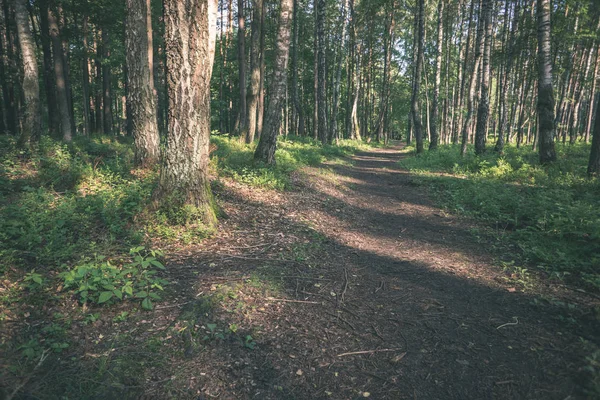 Semplice Strada Forestale Campagna Prospettiva Con Fogliame Alberi Intorno Look — Foto Stock