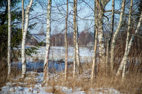 Rami Alberi Nudi Nel Tardo Autunno Senza Foglie Nella Foresta — Foto Stock