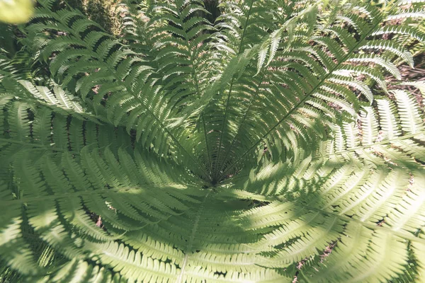 Follaje Verde Verano Con Sombras Duras Luz Solar Brillante Bosque — Foto de Stock