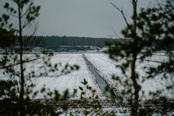 Turf Fält Träsket Området Beeing Odlas För Skörd Landskap Tidig — Stockfoto