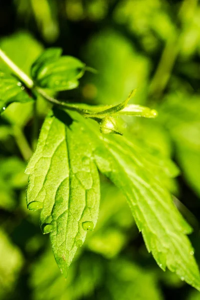 緑の夏葉の詳細は 背景を抽象化します Bents および枝 — ストック写真