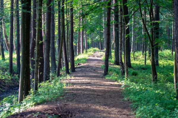 Polní Cesta Lese Zelené Letní — Stock fotografie