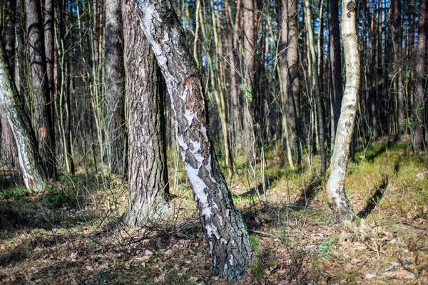 春木なしで濡れた空森の葉します 裸の自然シーン — ストック写真