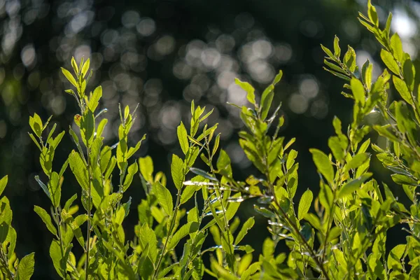 日光の下で緑の植物の選択と集中 — ストック写真