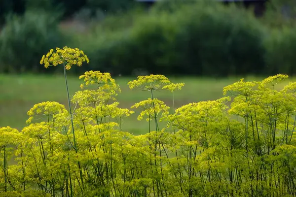Сільські Садові Квіти Розмитому Фоні Зелене Листя Влітку — стокове фото