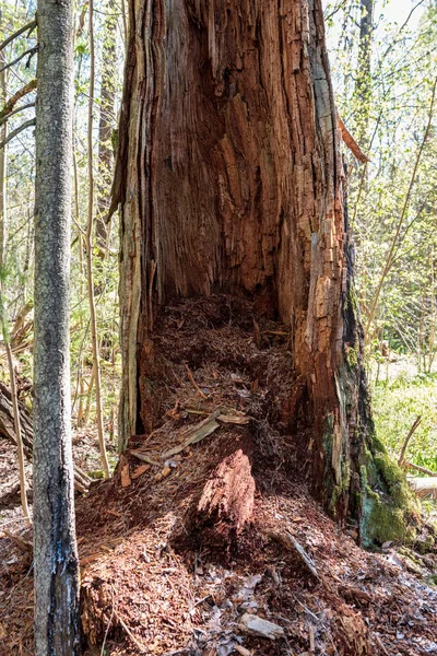 Одинокий Большой Большой Дерево Окружающей Среде Огромным Стволом Листвы Вокруг — стоковое фото