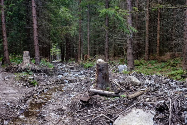 Immergrüner Wald Mit Fichten Und Kiefern Unter Ästen Details Bei — Stockfoto