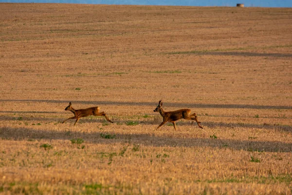 Veados Correndo Campo Cultivado Pôr Sol — Fotografia de Stock