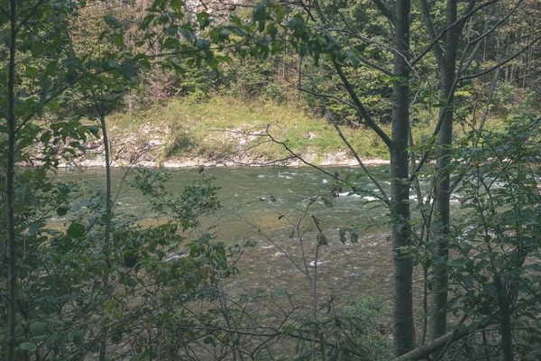 Rio Água Verde Atrás Das Árvores Verão Dunajec Eslováquia Look — Fotografia de Stock