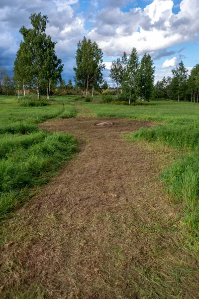 Toprak yol yeşil yaz ormandaki