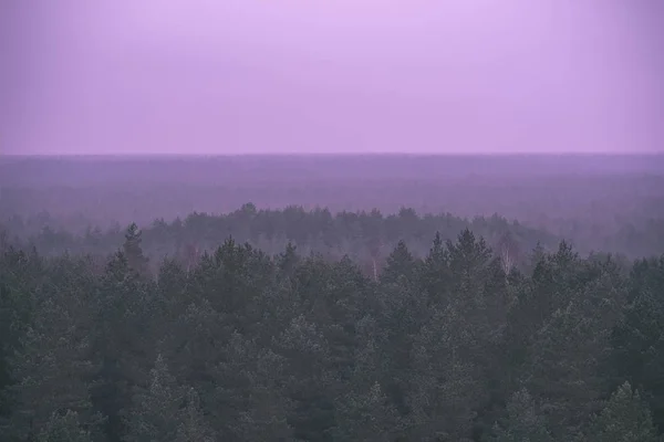 Панорамний Вид Туманний Сосновий Ліс Восени — стокове фото