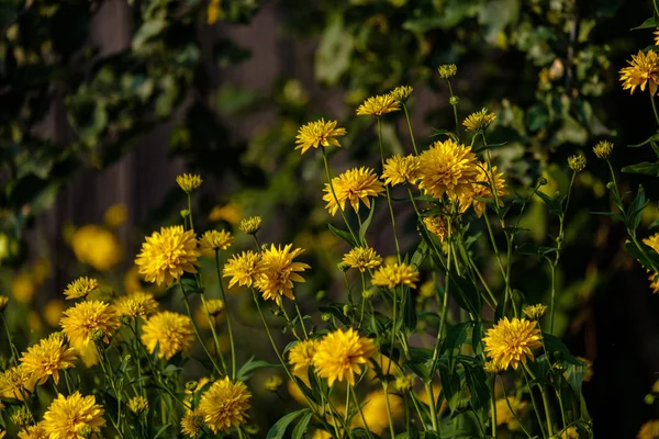 Countryside Garden Flowers Blur Background Green Foliage Summer — Stock Photo, Image