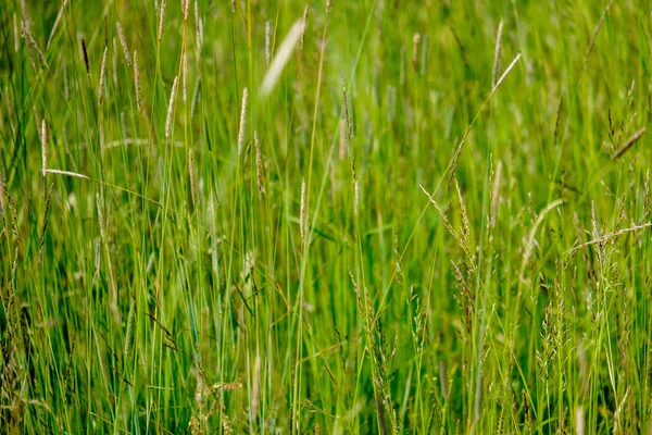 Sonnige Wiese Mit Verschiedenen Blumen Sommertagen Bei Klarem Wetter — Stockfoto