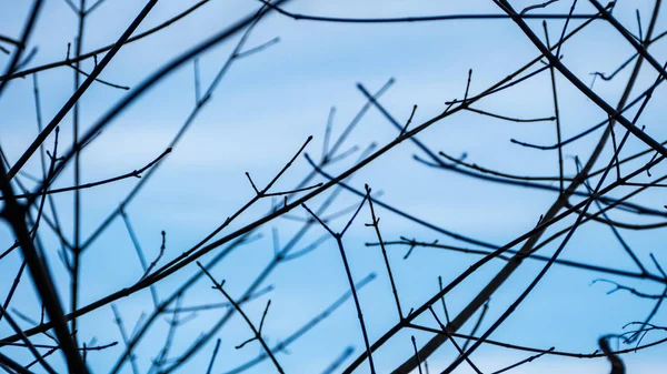 青の背景に葉のない晩秋の裸木の枝 — ストック写真