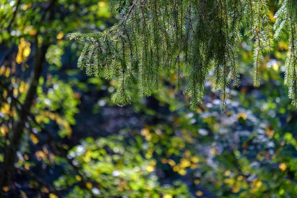 中立的な背景やテクスチャのテクスチャの光夏の深緑の葉 — ストック写真