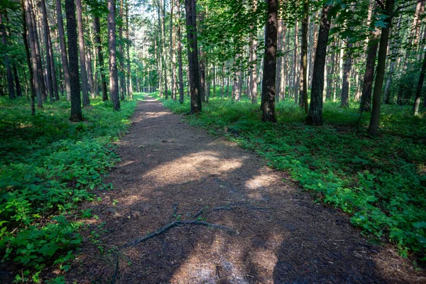 Simple Camino Forestal Rural Perspectiva Con Follaje Árboles Alrededor — Foto de Stock