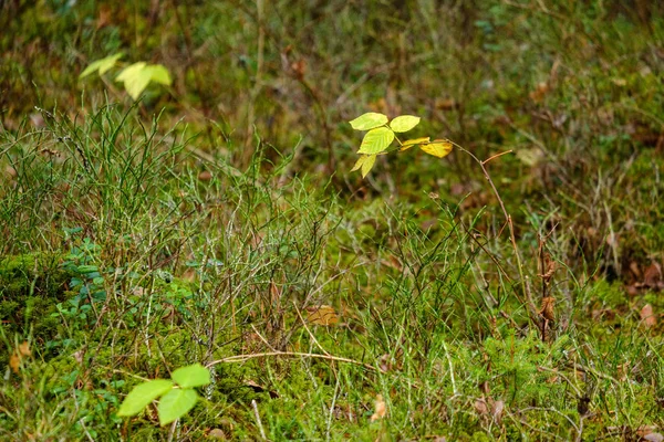 Fogliame Scuro Sul Fondo Della Foresta Autunno Pineta Con Muschio — Foto Stock