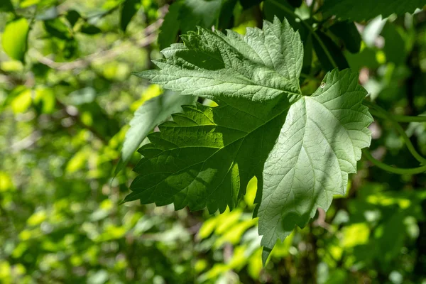 Zelené Listí Létě Drsným Stíny Světlo Lese — Stock fotografie