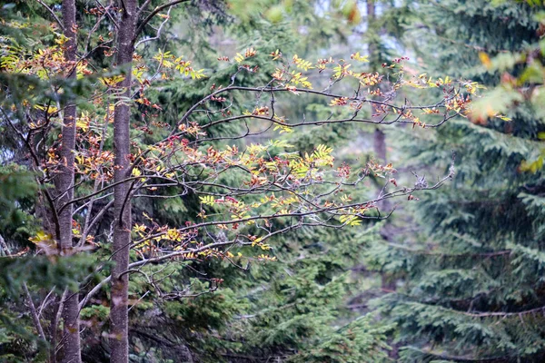 Лісові Деталі Стовбурами Дерев Зеленим Листям Влітку — стокове фото