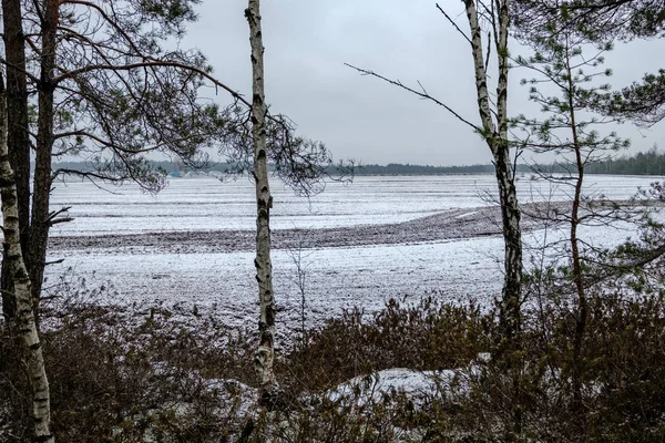 Vista Paesaggio Paludoso Con Alberi Secchi Lontani Prima Neve Erba — Foto Stock