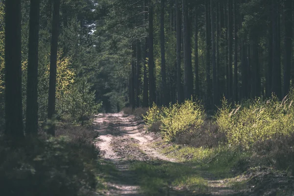 Einfache Ländliche Waldstraße Perspektive Mit Laub Und Bäumen Drumherum Vintage — Stockfoto