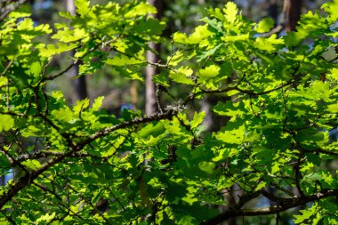 görüntü arka plan ve mavi gökyüzü karşı ışık sabah taze yeşil yeşillik ağaç yaprak