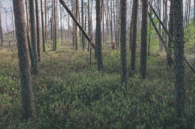 Alan Manzaralı yalnız çam ağaçları ve yeşil yaz yeşillik çevresi - vintage bir retro görünüm çim alanları ile bataklık