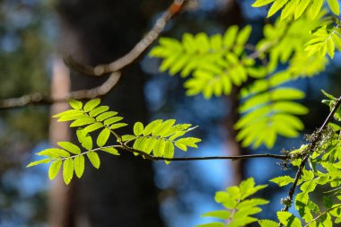 görüntü arka plan ve mavi gökyüzü karşı ışık sabah taze yeşil yeşillik ağaç yaprak