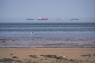 boş deniz plaj bazı kuşlar ve kargo ile bahar ufukta gemi. mavi gökyüzü, bulutlar - vintage bir retro görünüm