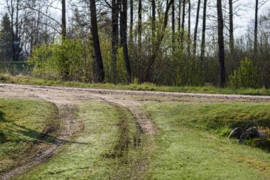 yapraklar ve ağaçlar etrafında ile perspektif içinde basit kırsal orman yolu
