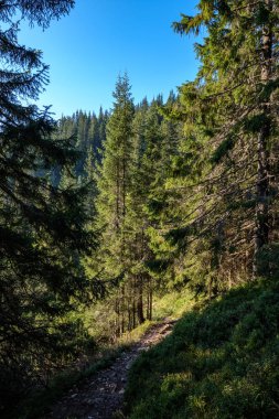 güzel iğne yapraklı ağaçlar dağ orman