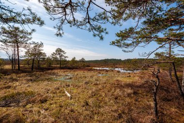 çam ağacı sandıklar ve dalları bataklık bölgede yeşil iğne ile. parlak renkler ve bulanıklık arka plan
