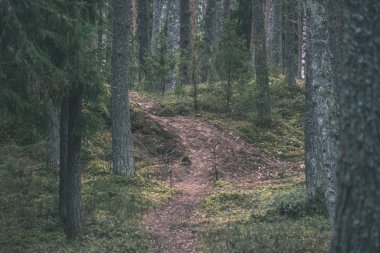 temiz çam ağacı orman çamur ve yeşil yaprakları ile toprak yol. koyu renkler - retro vintage bak