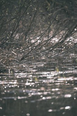 göl kıyısı ile yeşil yaz ayrı ağaçlarda arazi üzerinde. aracılığıyla görülen su ve yeşillik ön planda yeşil 