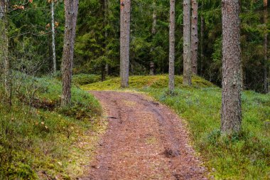 ağaç gövdeleri ve yaz aylarında yeşil bitki örtüsü ile orman iz