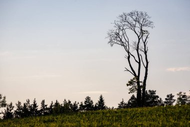 tek büyük büyük ağaç büyük gövde ve yapraklar çevresinde doğa ortamında izole