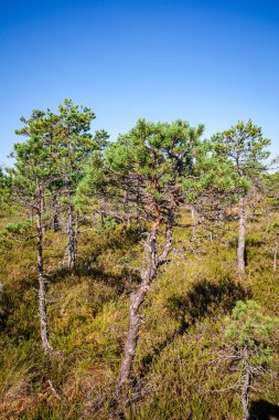 çam ağacı sandıklar ve dalları bataklık bölgede yeşil iğne ile. parlak renkler ve bulanıklık arka plan