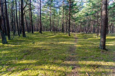 erken ilkbaharda ağaçlar ıslak boş ormanda bırakır. çıplak doğa sahne