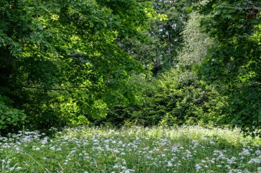 arka planlar ve dokuları tarafsız doku için hafif yaz aylarında derin yeşil yeşillik